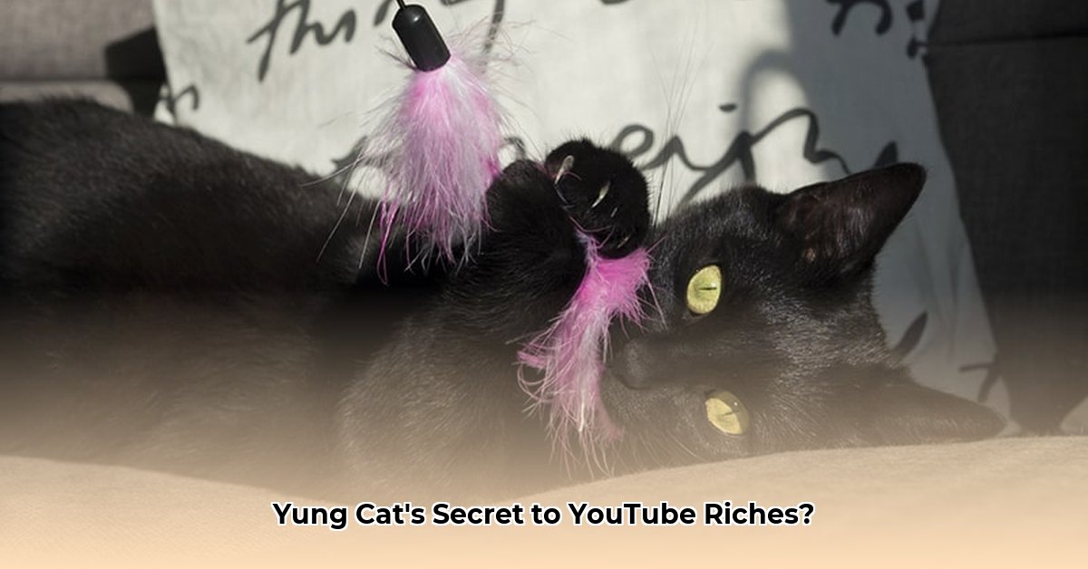 yung-cat-net-worth